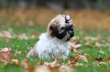 SHIH TZU 123